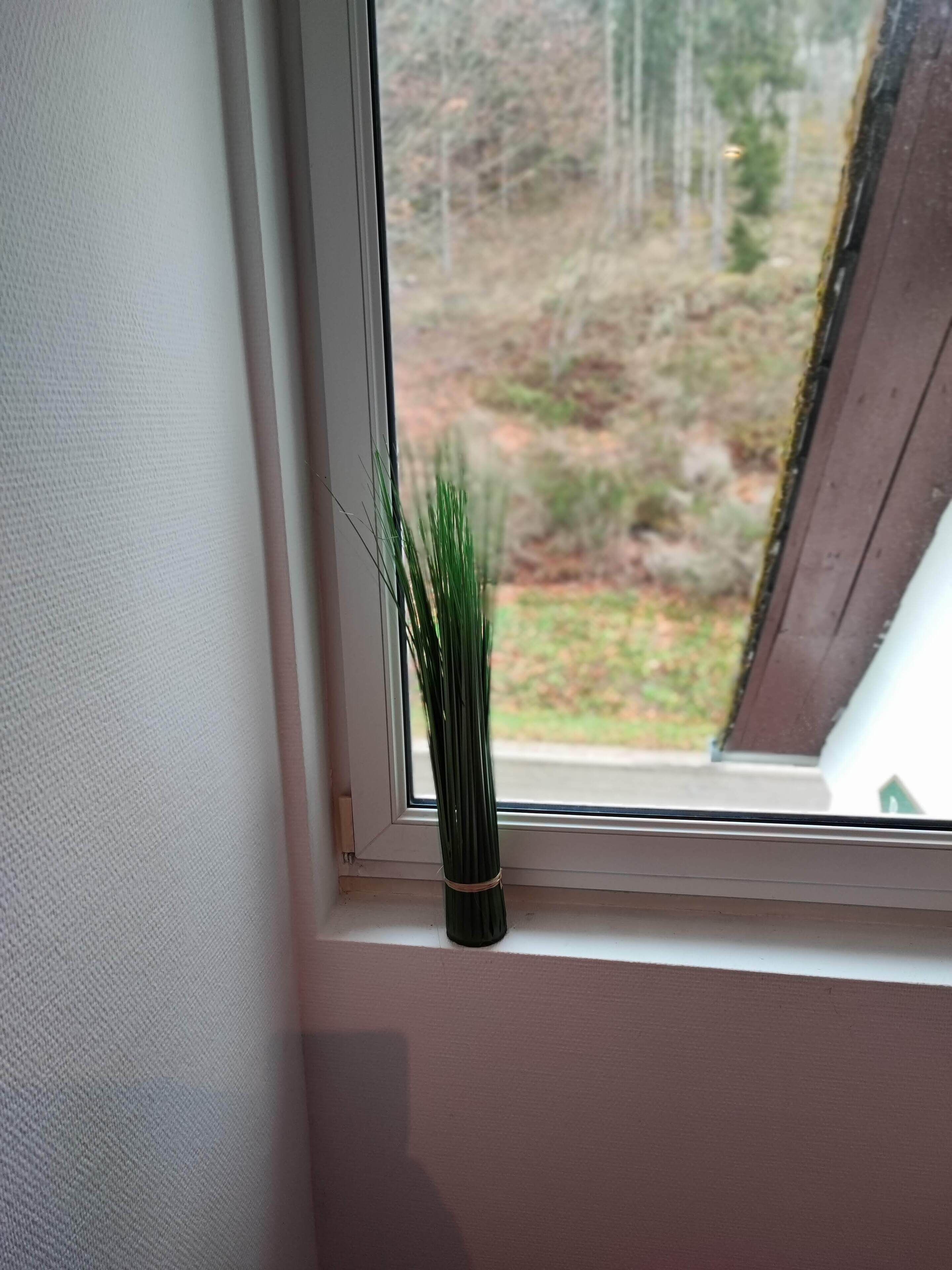 Ikkunalaudalla on ruukussa oleva kasvi.
