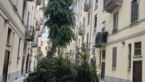 A courtyard with potted plants and a central tree surrounded by buildings with balconies. - Italianway - Umbria 50 B (Milan)
