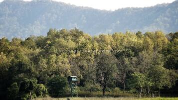 Un'area boschiva con una struttura a torre.
