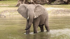 Ein Elefant steht im Wasser, im Hintergrund ein Baum.