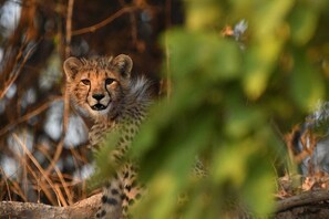 Game viewing - Kafue River Lodge (Kafue National Park)