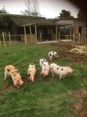 Property grounds - The Stables - Stokeinteignhead (Torquay)