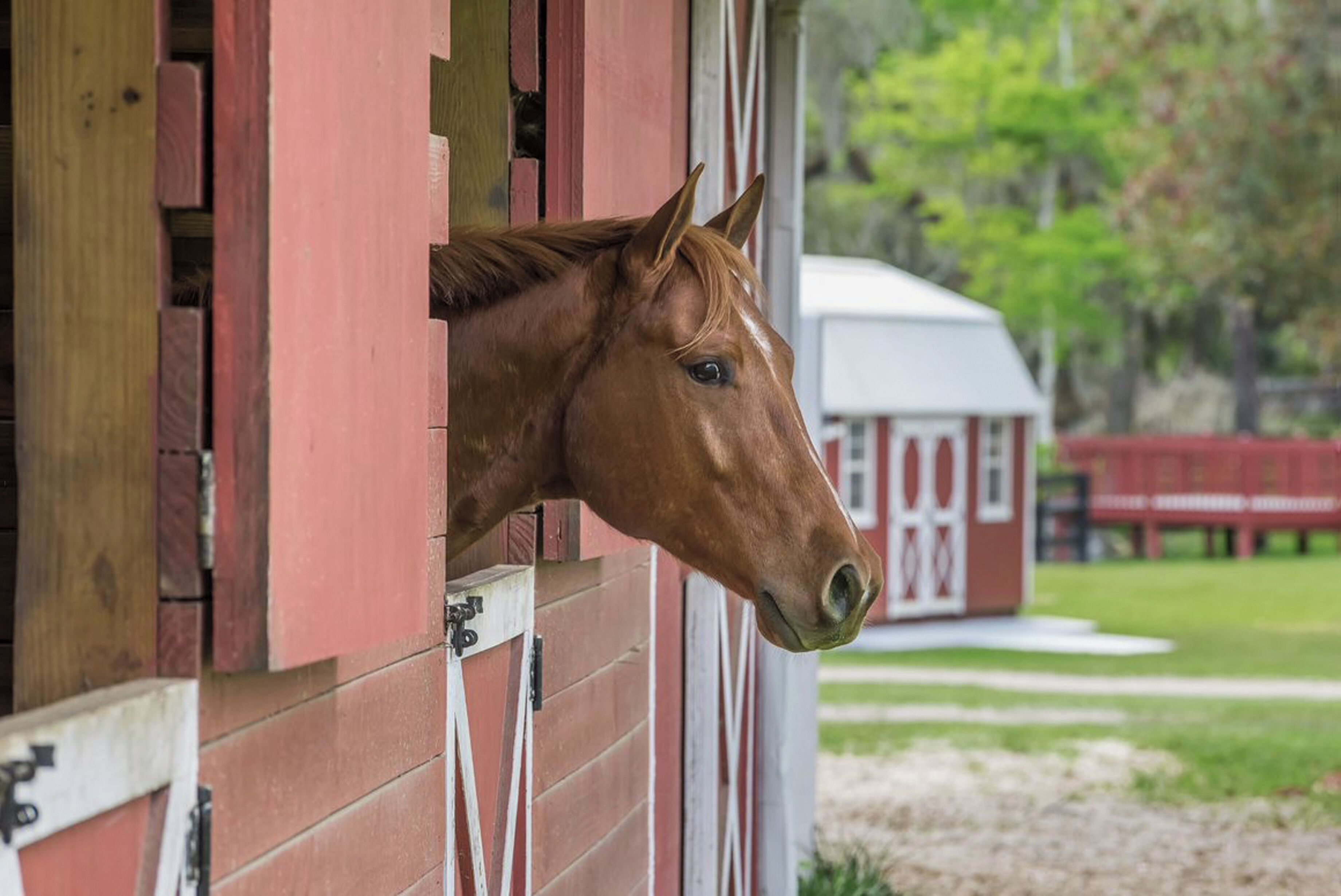 A horse's head peeking out from a stable.