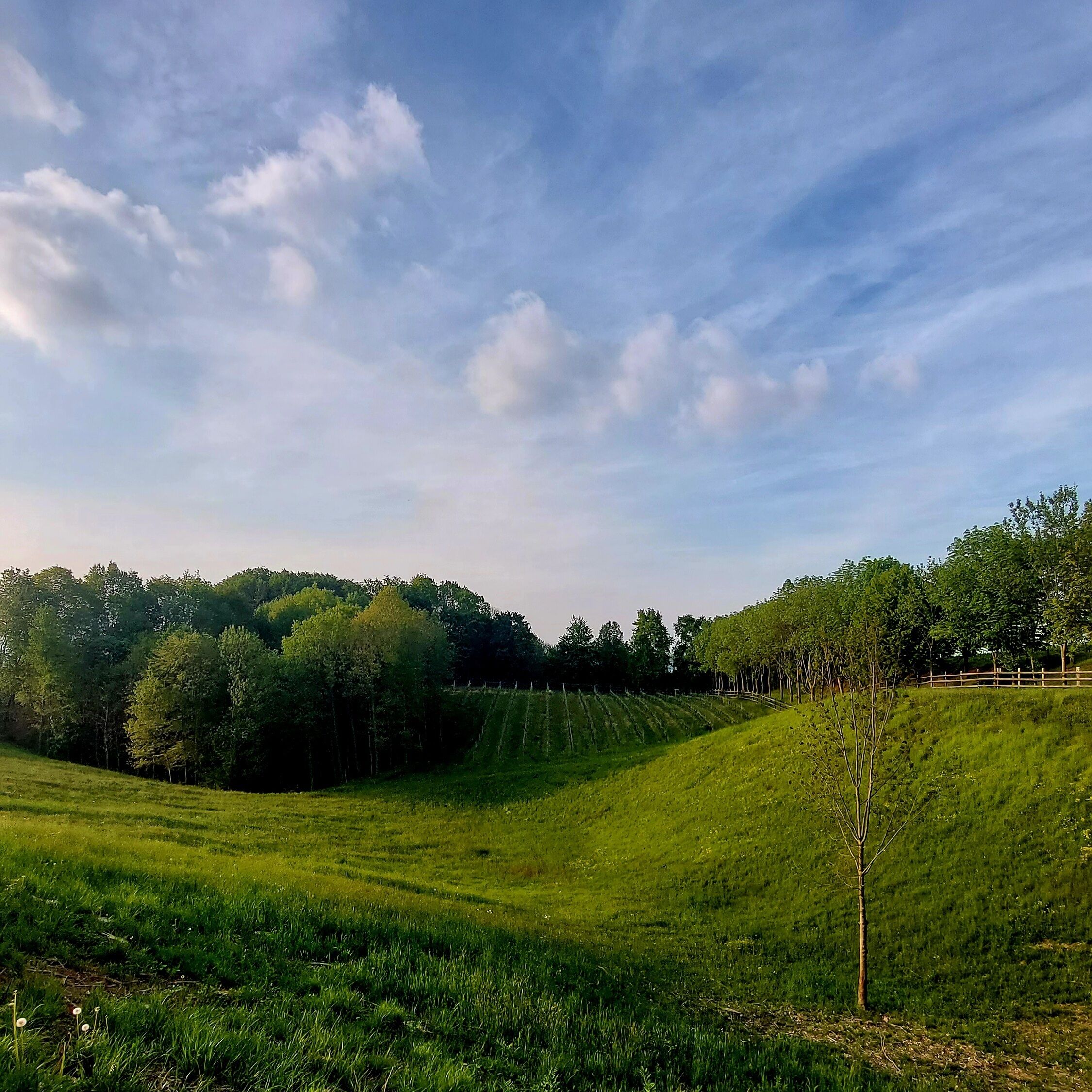 A grassy field with a fence and trees in the background.