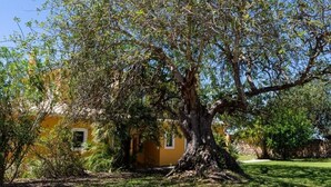 Un arbre gran amb un tronc robust i un follatge abundant davant d'un edifici groc amb una finestra.