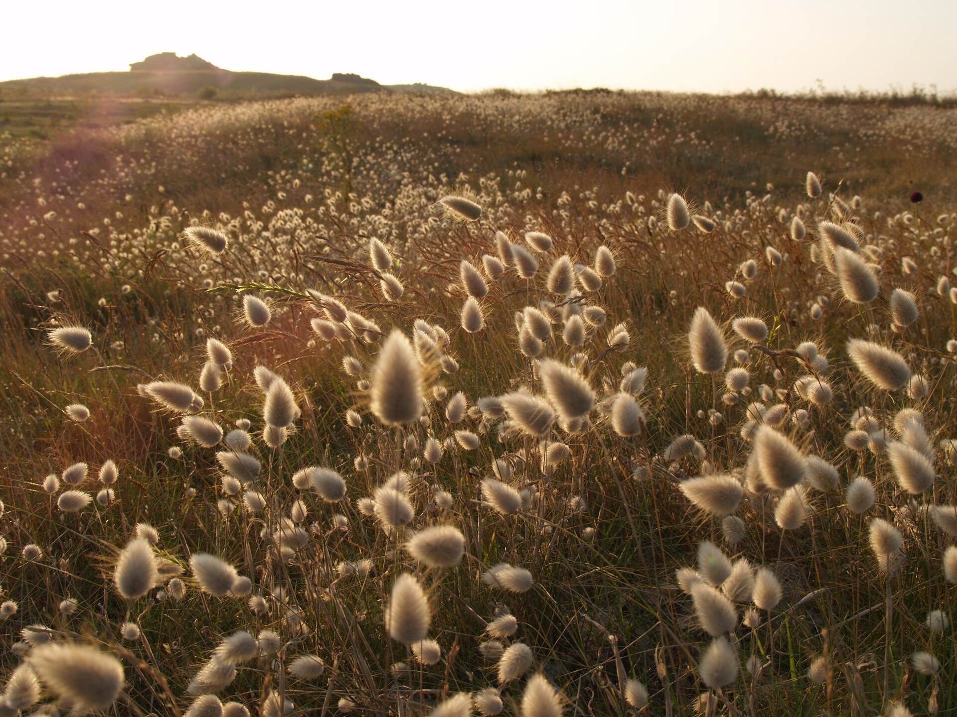 A field of tall, fluffy grass with a distant hill in the background.