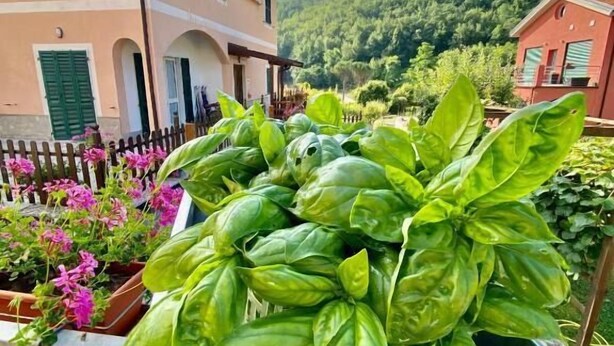 Une plante de basilic en pot, tenue dans une main, avec un bâtiment et un paysage montagneux en arrière-plan.