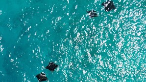 A clear view of the ocean with several sharks swimming. - Raalhu Fonu Maldives  (Mahibadhoo)