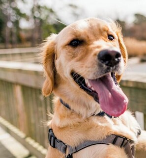 Animaux de compagnie acceptés