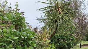Unos escalones de hormigón conducen a una zona cubierta de césped con diversas plantas y una palmera.