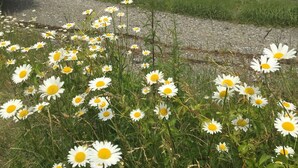 A beach with a grassy foreground of daisies, a rocky shoreline, and a calm body of water in the background. - Oceanfront Cottage at Acadia National Park, Bar Harbor/Sea Glass Cottage (Bar Harbor)