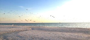 Una playa con arena y agua, y aves volando.