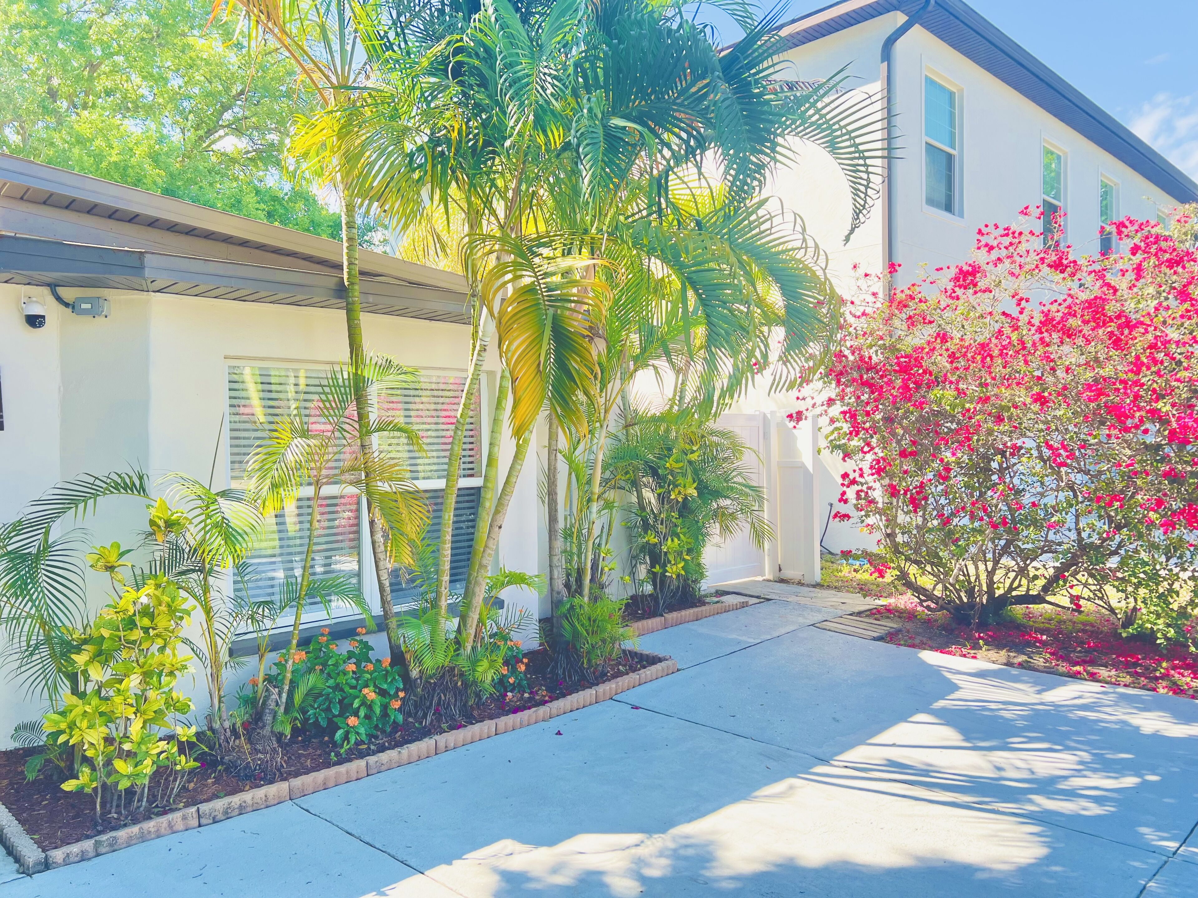 A residential area with a white house, a concrete pathway, and various plants including palm trees and flowering bushes.