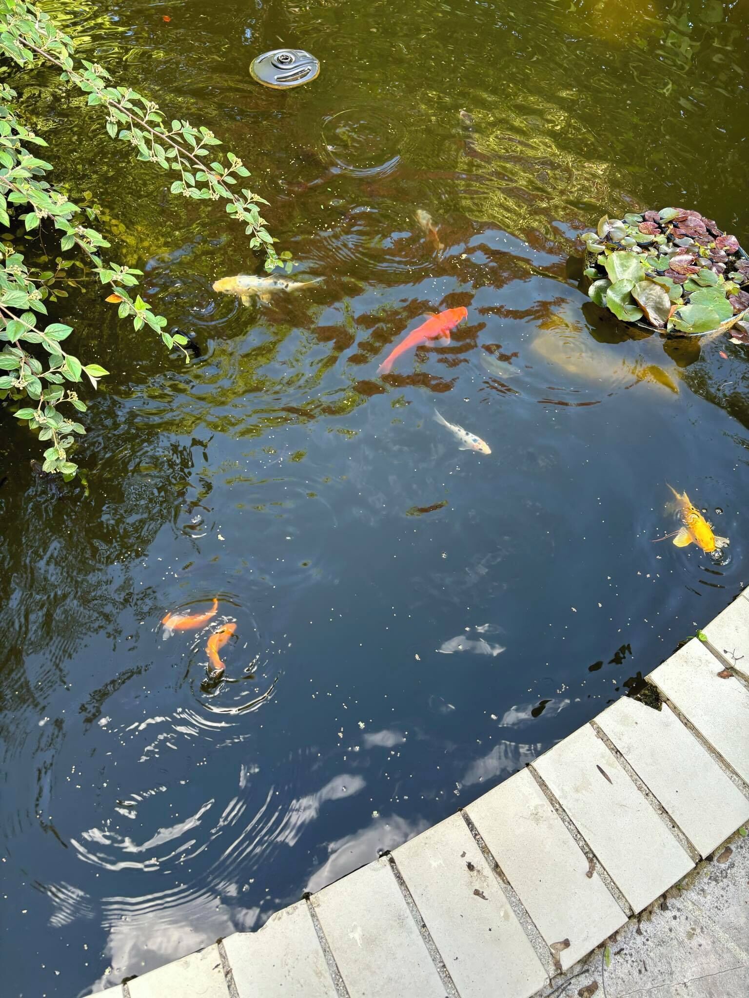 Ein Teich mit Koi-Karpfen und klarem Wasser, umgeben von einer Steinmauer.
