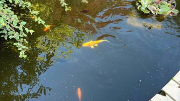 A pond with water lilies and koi fish.