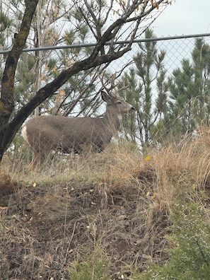 Un cerf se tient derrière une clôture en treillis métallique, dans un environnement naturel avec des arbres et de l’herbe sèche.