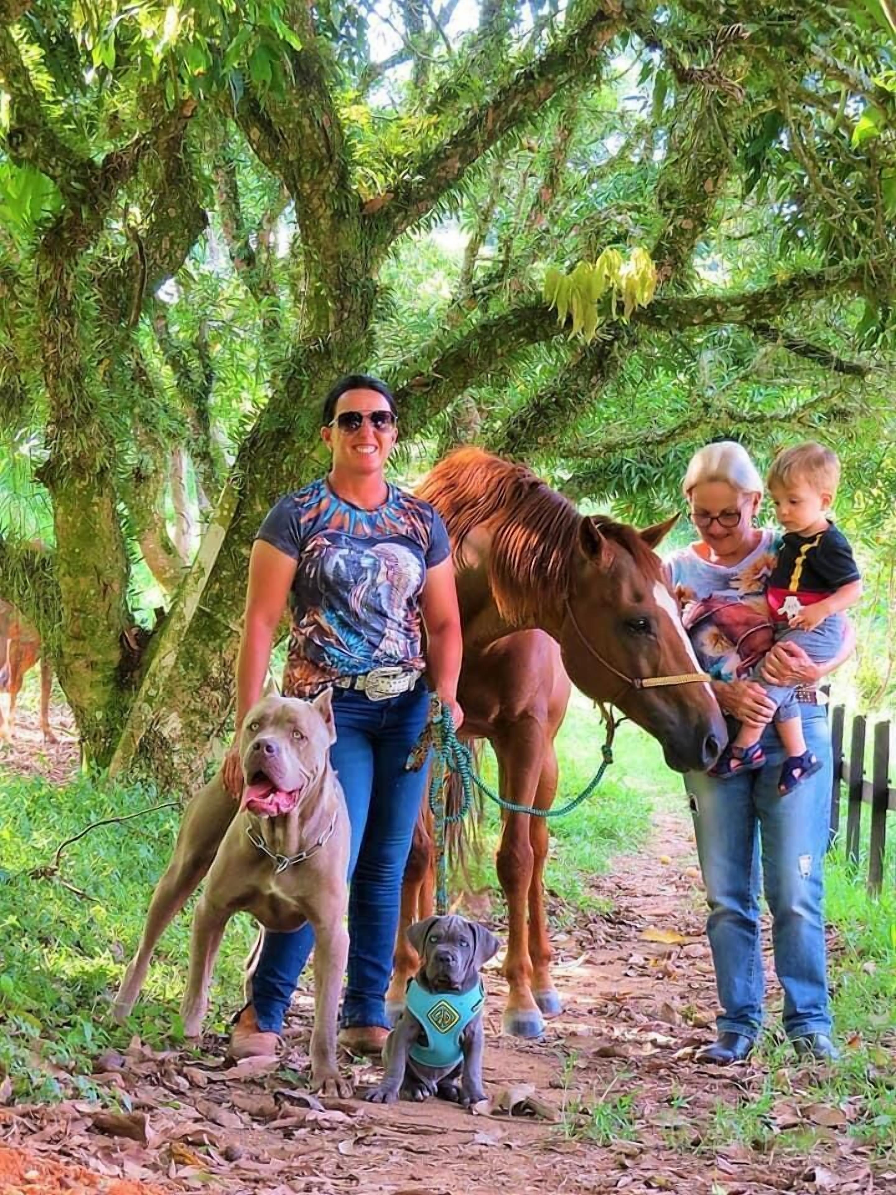 A pathway surrounded by trees and greenery, with a horse and two dogs.