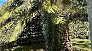 Eine Palme in einem Garten unter blauem Himmel.