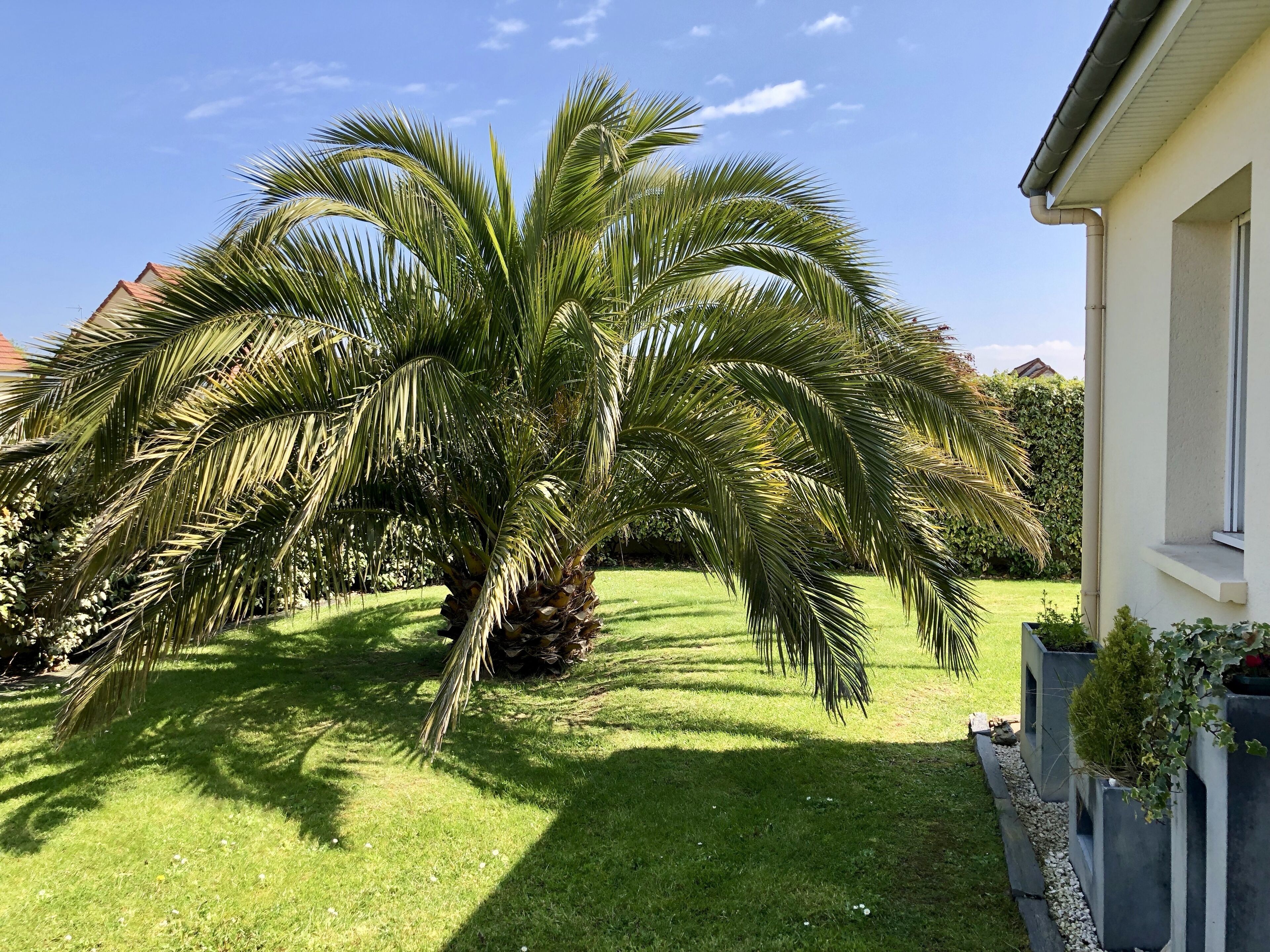 Une pelouse bien entretenue, avec un grand palmier et une maison à l’extérieur blanc, dotée d’une fenêtre.