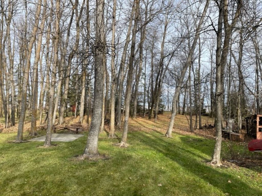Een park met hoge bomen, een gazon en een houten bank.