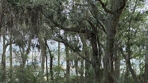 A road lined with trees and a body of water in the background. - Peaceful Marshside Escape -Family Friendly- Easy Beach Access • Outdoor Living (Hilton Head Island)