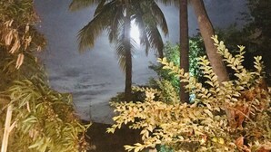 A night scene with palm trees and a fence.