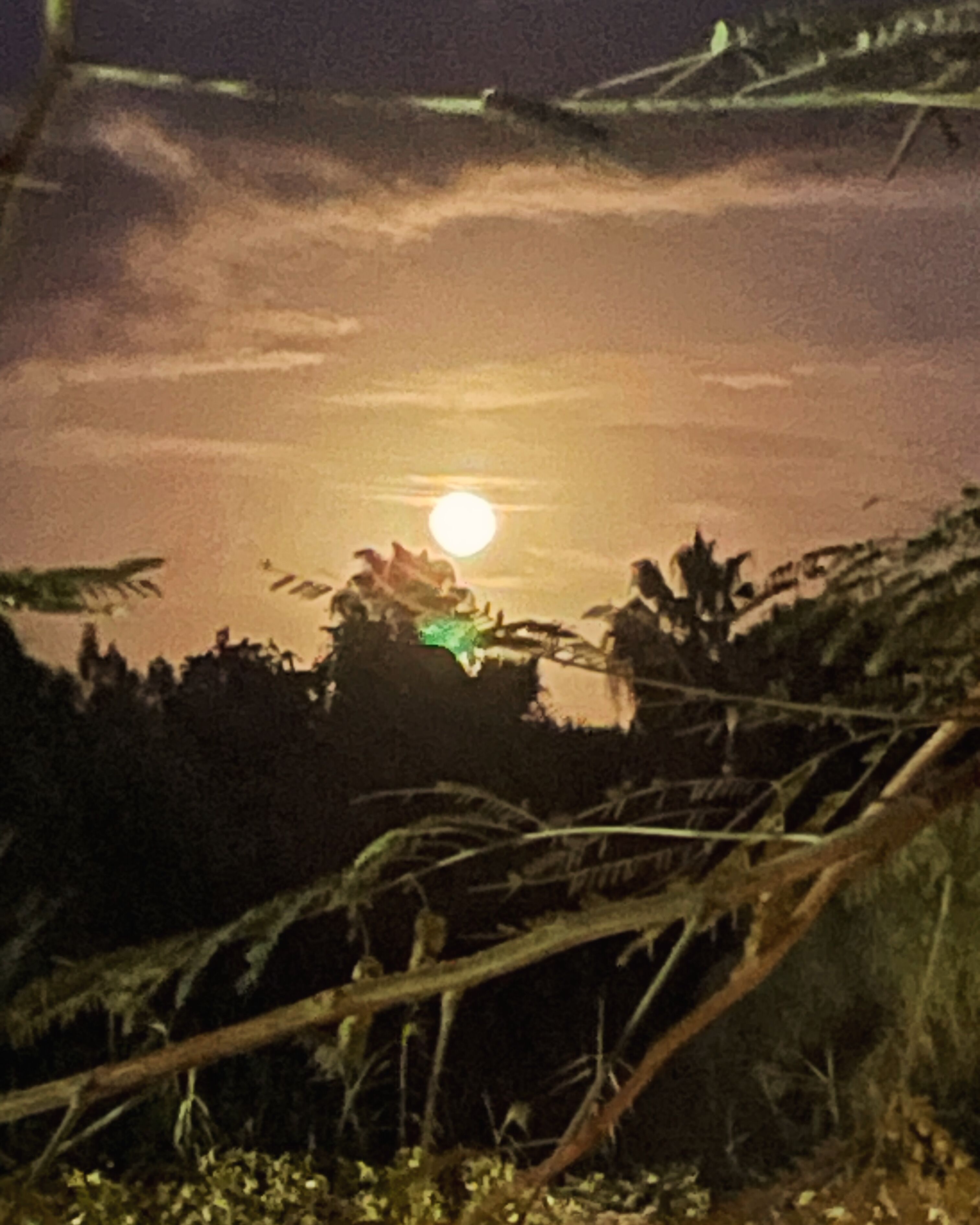 A nighttime scene with a full moon, vegetation, and a clear sky.