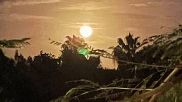 A nighttime scene with a full moon, vegetation, and a clear sky.