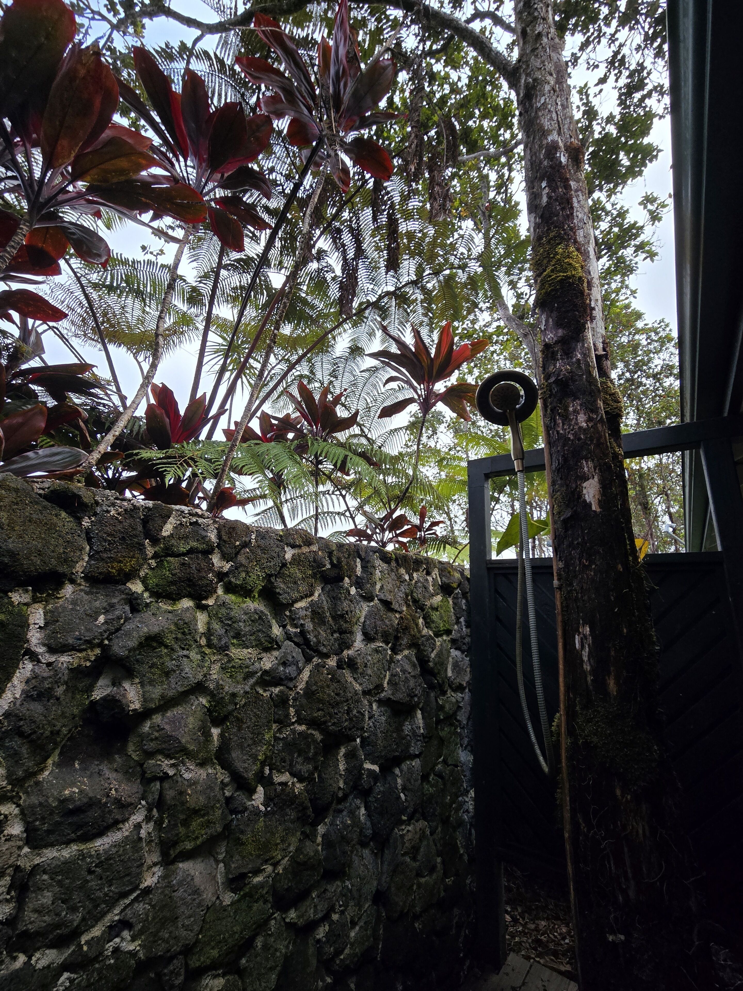 A stone wall with tropical plants and a tree.
