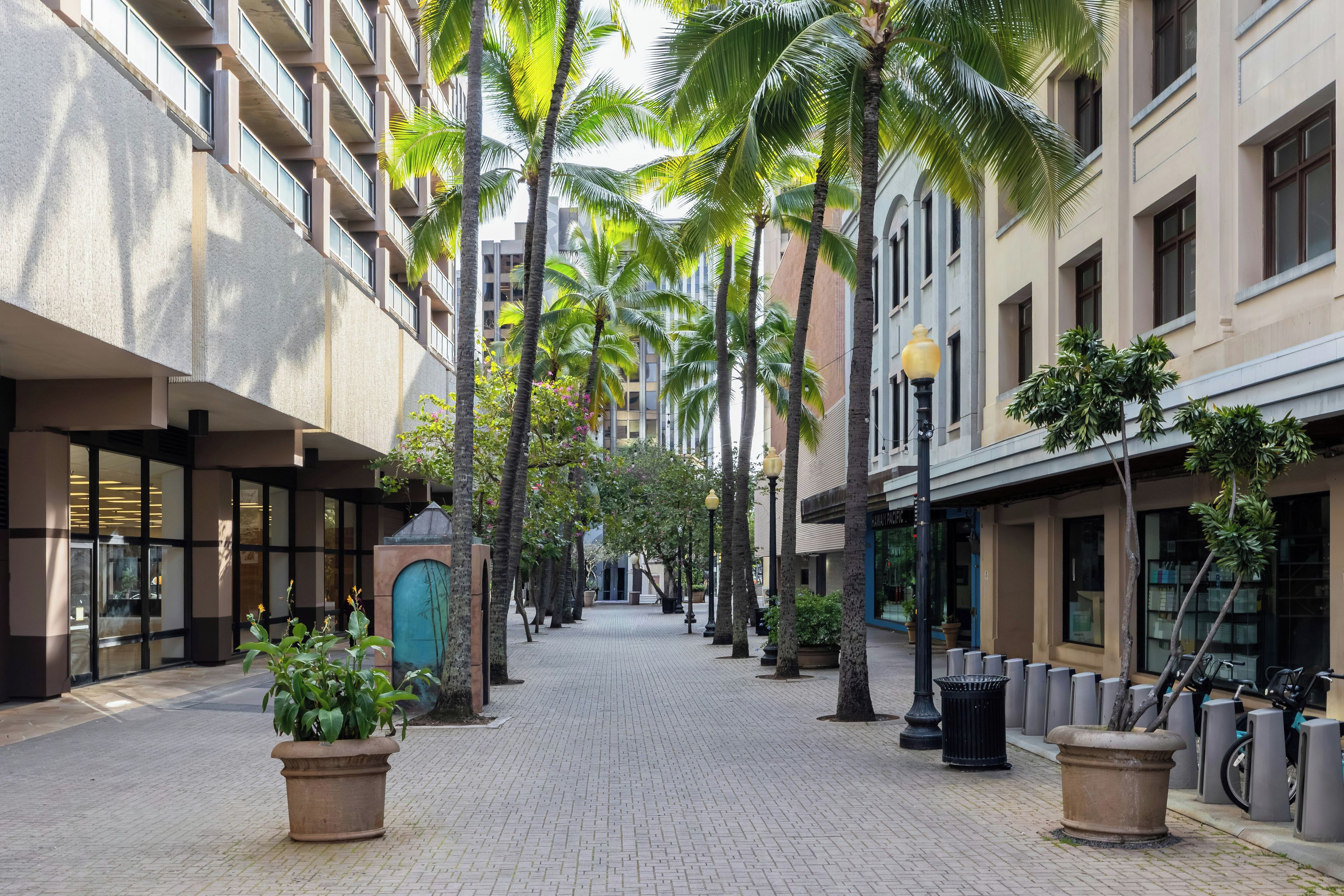 A paved walkway lined with palm trees and potted plants, flanked by modern buildings with large windows and balconies.