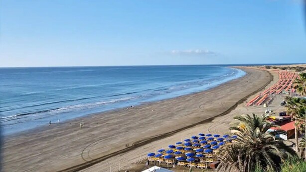 A beach with a row of umbrellas and palm trees.