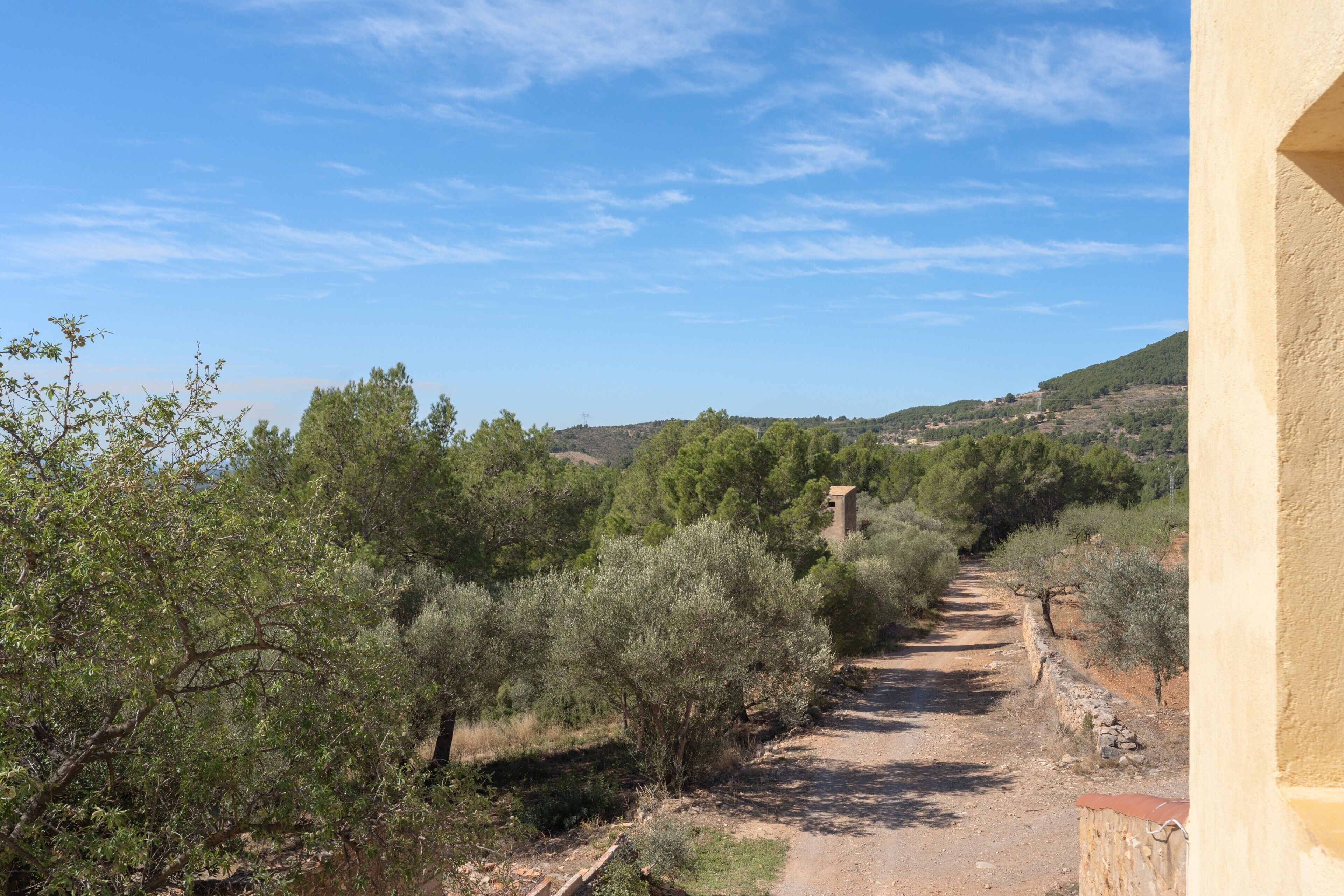 Un sendero de tierra flanqueado por olivos y un muro de piedra, que conduce a una construcción distante.
