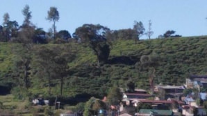 Une colline couverte d’une végétation luxuriante, avec quelques bâtiments à son pied.