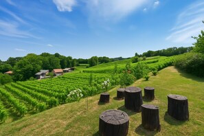 Property grounds - Hedonistic Vineyard Estate, Ludbreg, Croatia (Ludbreg)