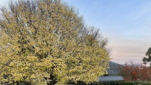 A tree with yellow leaves in a garden with a white table and chairs. - Gorgeous cottage in the heart of the picturesque Huon Valley. (Castle Forbes Bay)