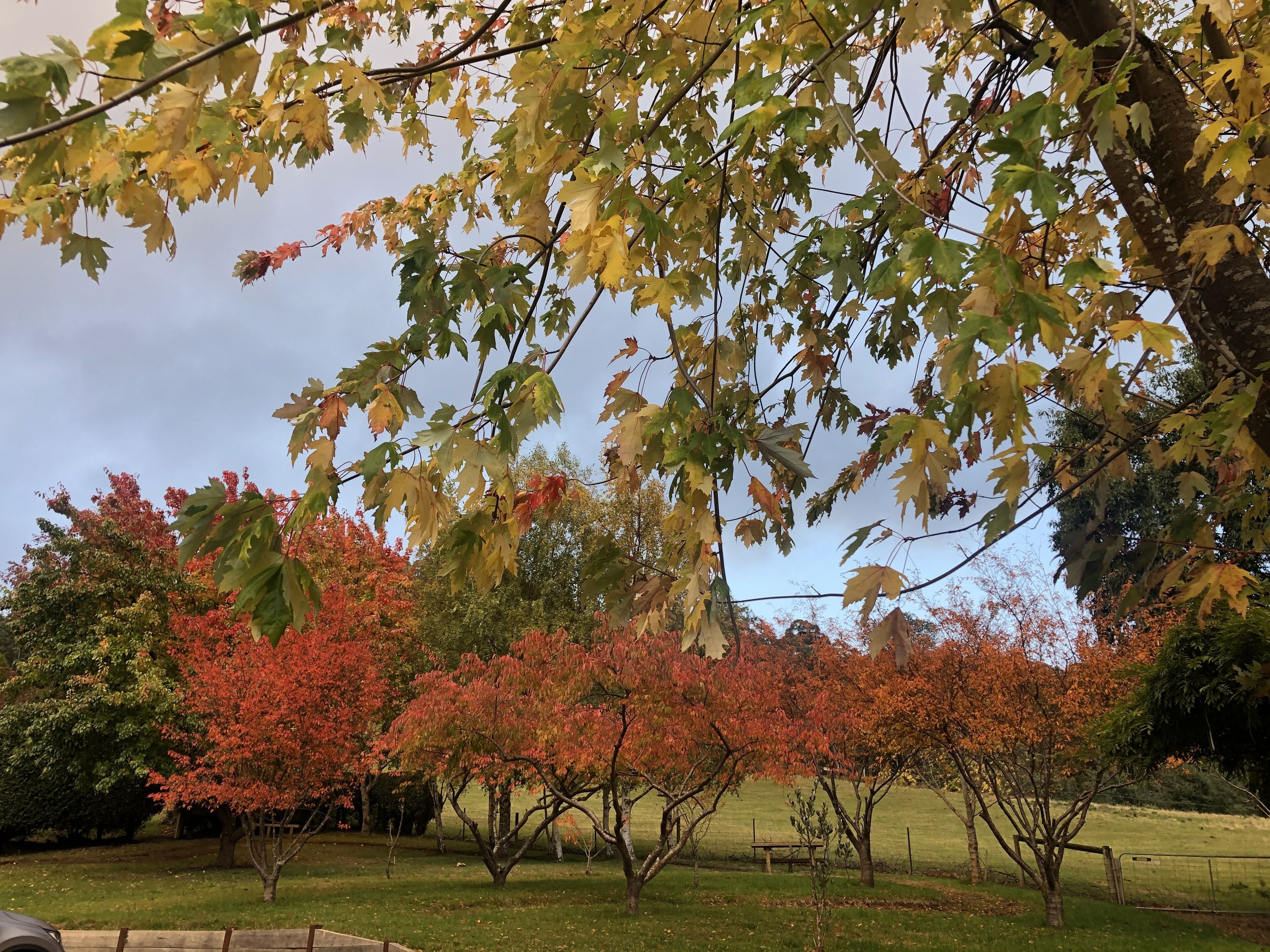Um parque com árvores exibindo folhagem outonal, uma área gramada e uma cerca de madeira.