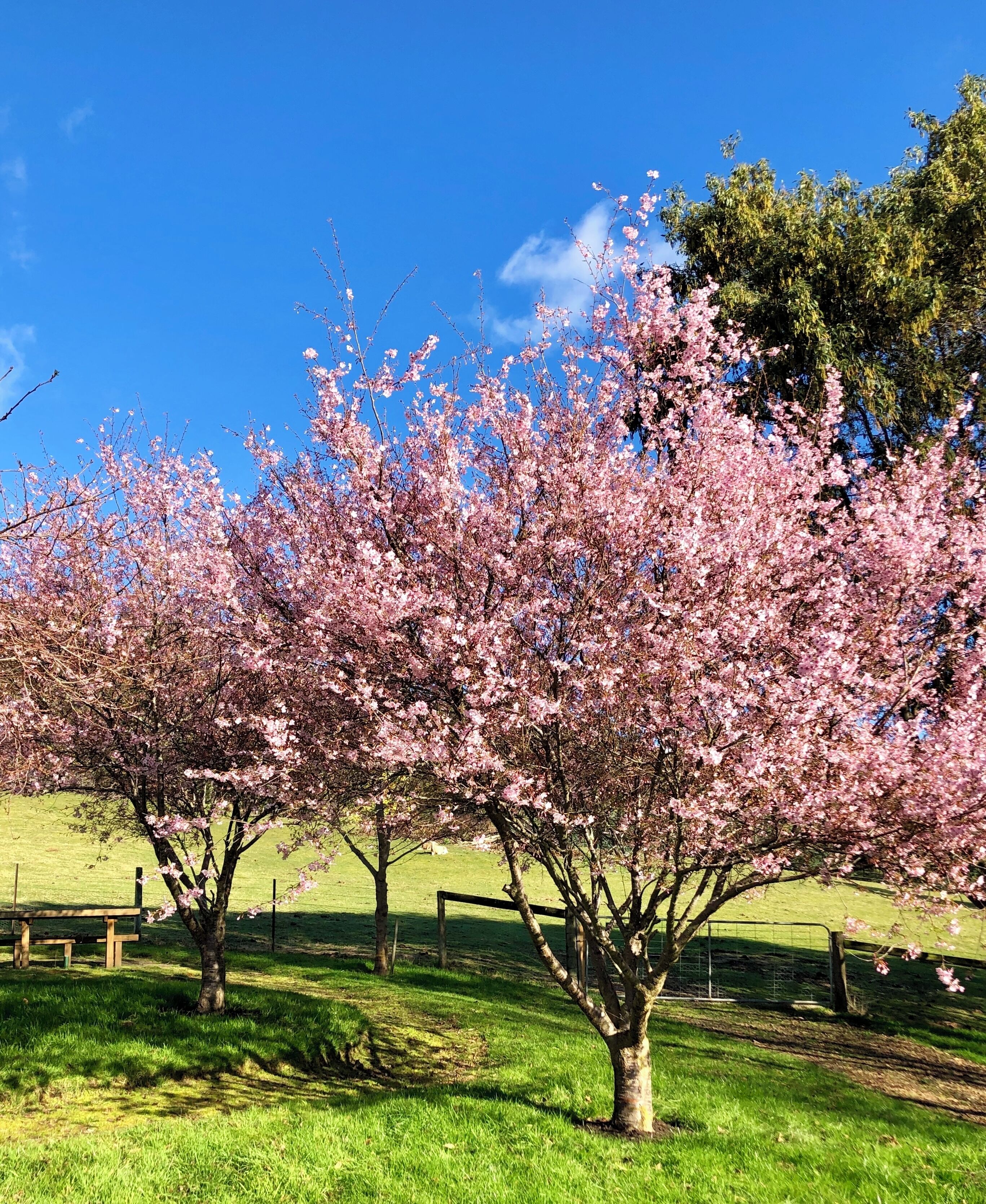 Un parque con árboles de cerezo en flor, un banco de madera y una zona de césped.
