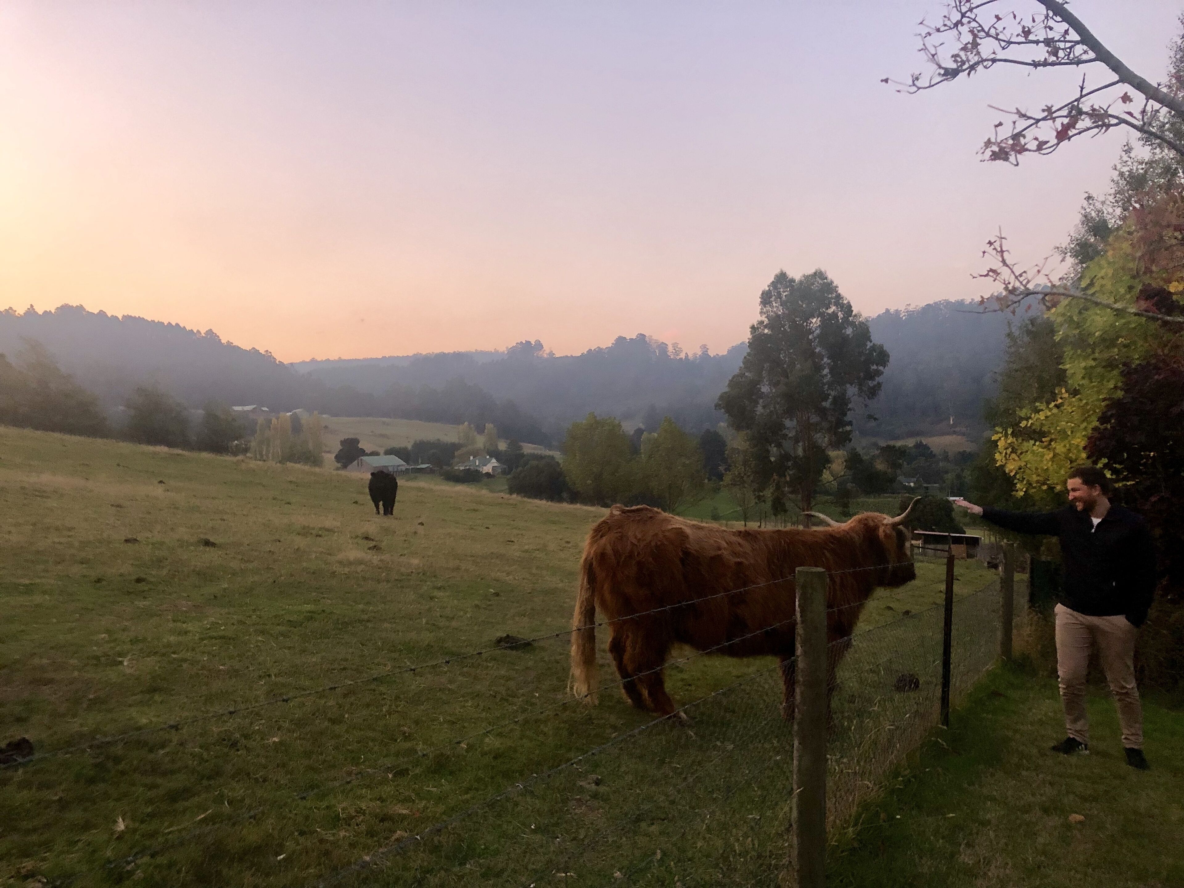 A rural landscape with a cow and a person standing by a fence.