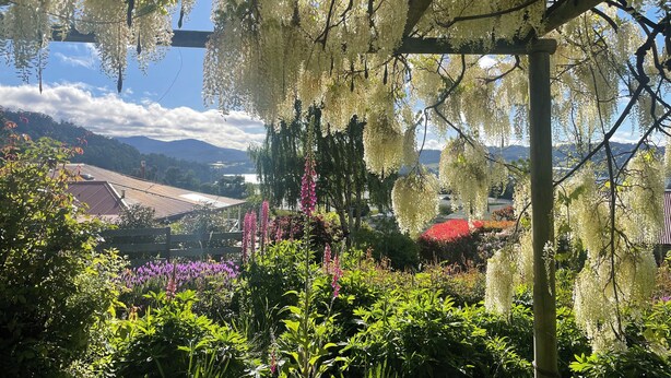 A garden with various plants and a pergola with hanging flowers. - Gorgeous cottage in the heart of the picturesque Huon Valley. (Castle Forbes Bay)
