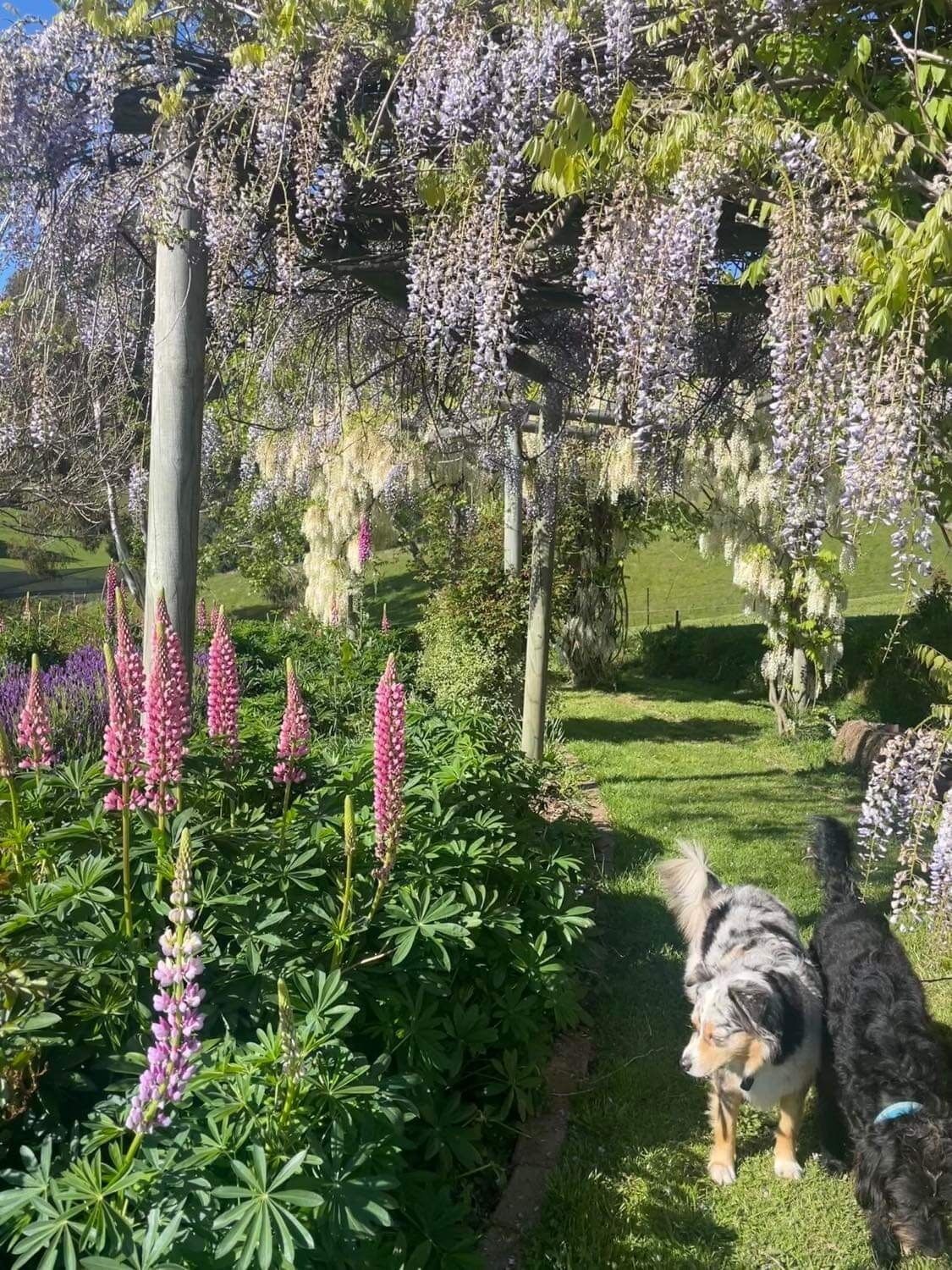 Ein Garten mit verschiedenen Pflanzen und einem Hund.