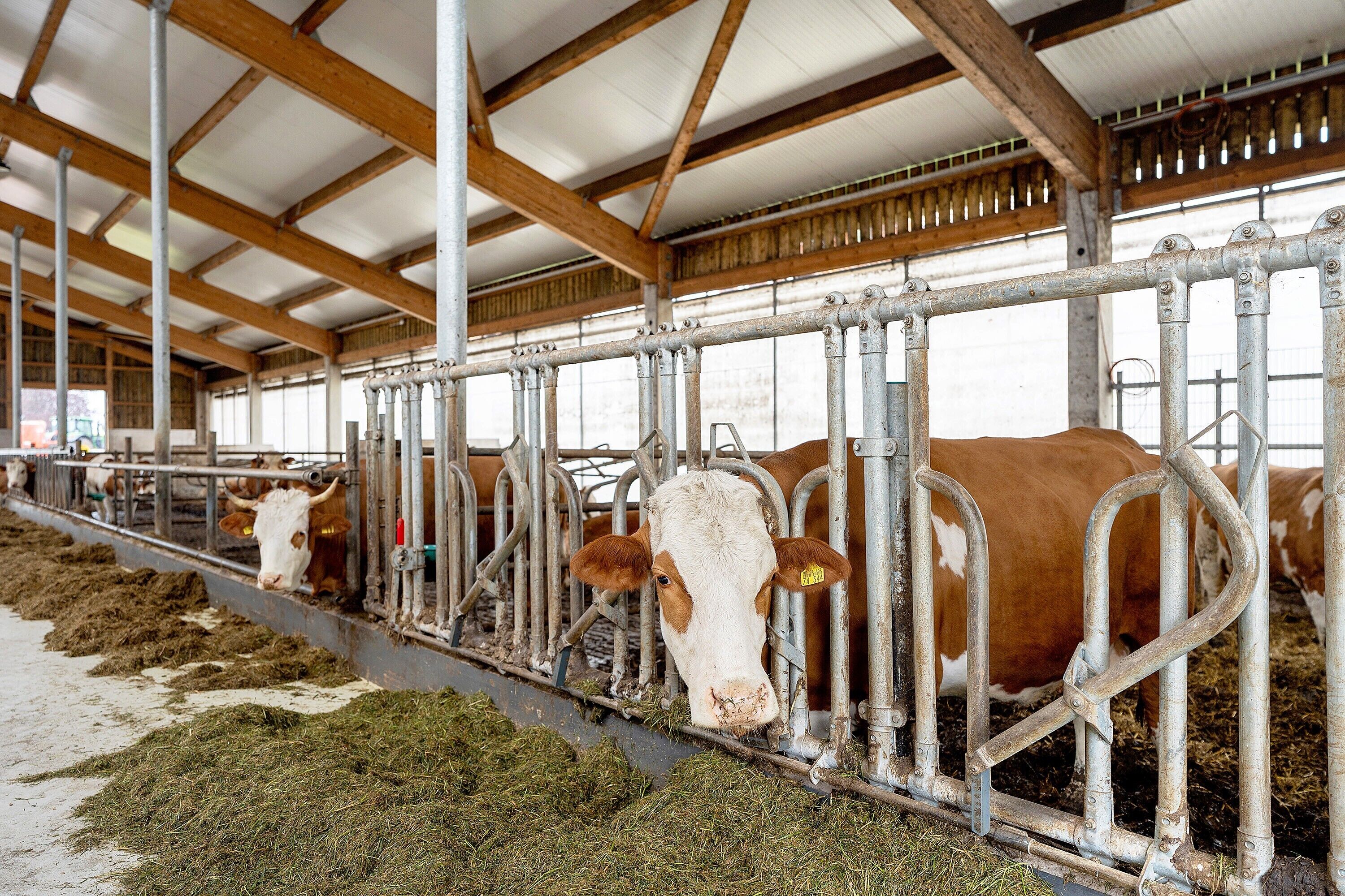 Un granero con comederos metálicos y vacas.