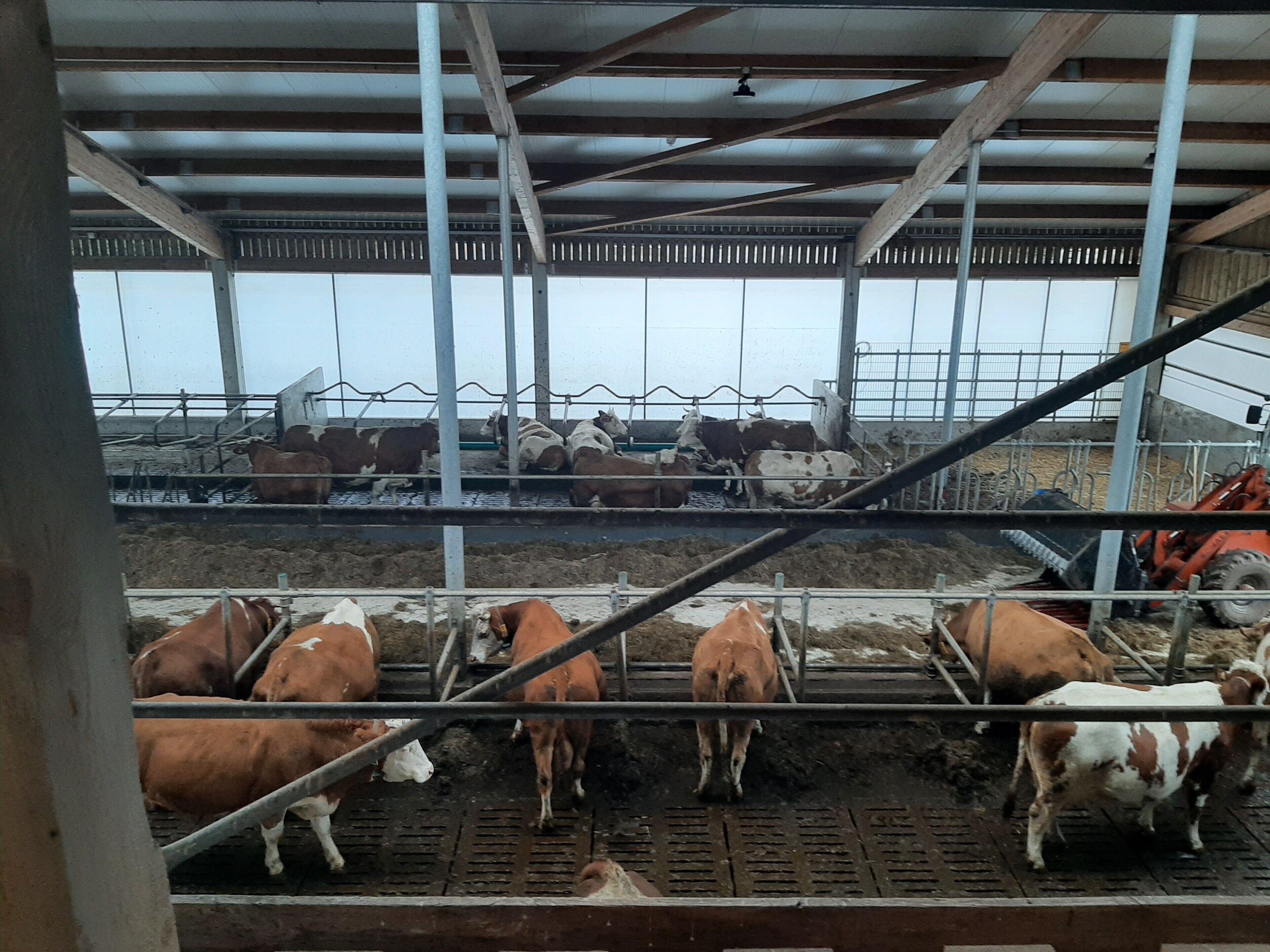 A cattle barn with metal railings and a dirt floor.
