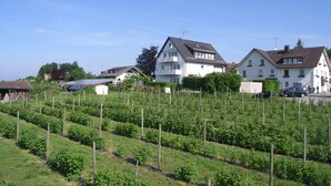 Un quartiere residenziale con case, un giardino e un pannello solare.