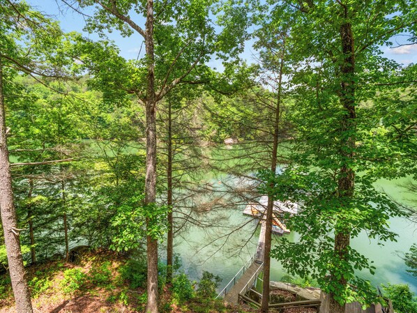 A forested area with a wooden dock extending into a lake, surrounded by tall trees and dense foliage.