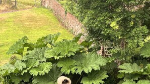 A pond with large green leaves and a bird's nest on a post. - The Coach House (Haywards Heath)