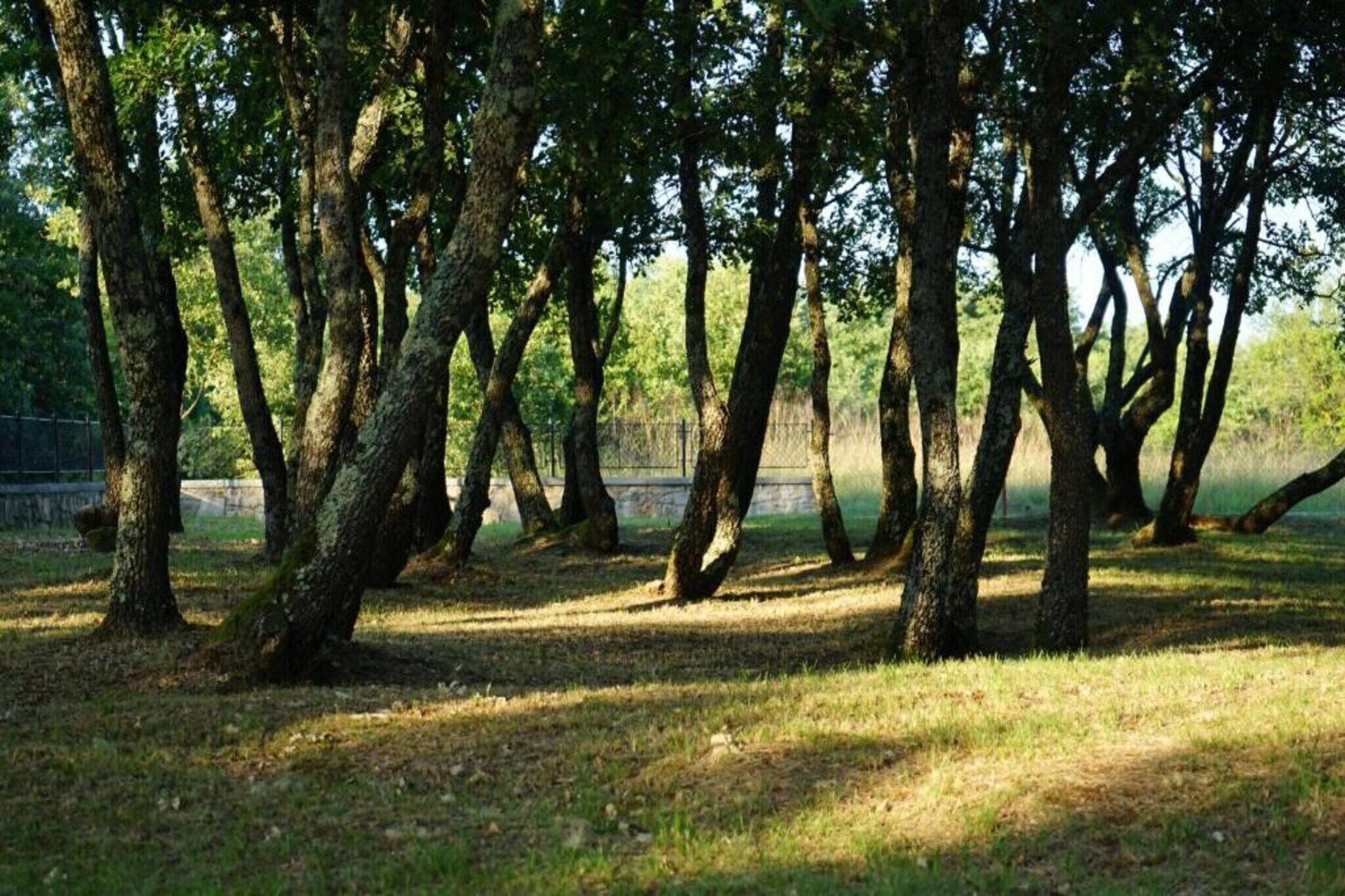 A park with tall trees and a grassy area.