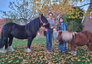 Trois chevaux dans un espace herbeux, au milieu de feuilles mortes.
