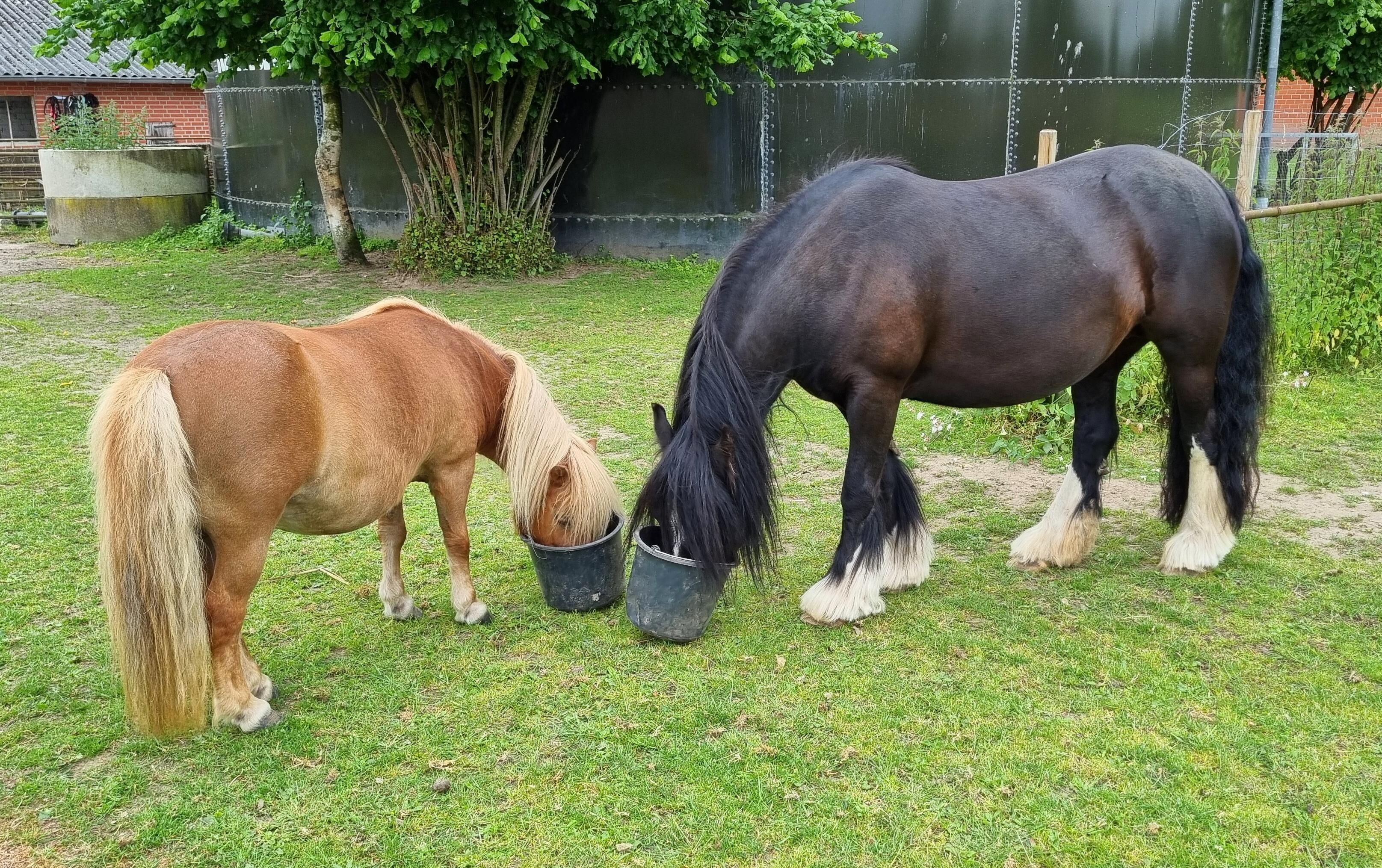 Two horses grazing in a grassy area with a metal fence and a tree in the background.