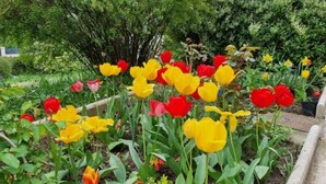 A garden with tulips in various colors. - Studio Indépendant Refait à Neuf (Villiers-Saint-Denis)