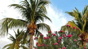 A sign indicating 'Av. Navidad' with a view of palm trees and a building with a red roof in the background. - Pura Armonia Condo with Outdoor Patio (Playas Del Coco)